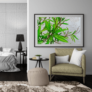 Fraîcheur Végétale